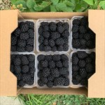 6 Pints of Sweet, Juicy Blackberries