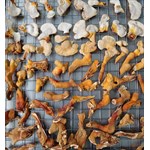 Reishi on drying rack