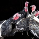 Turkeys