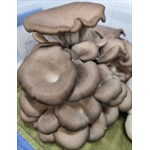Blue Oyster Mushroom